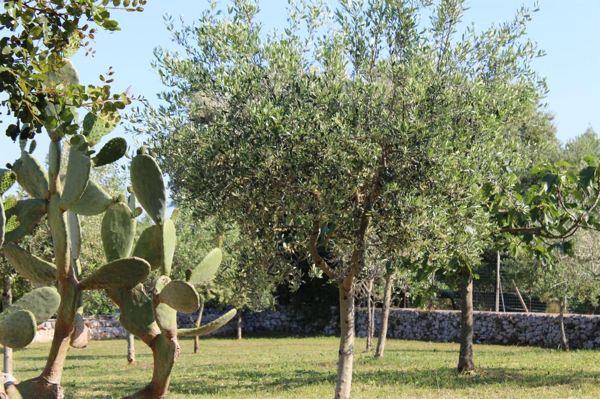 Masseria Tolla Ostuni Extérieur photo